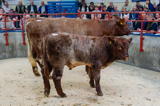 lot 32 sold for 2200 gns